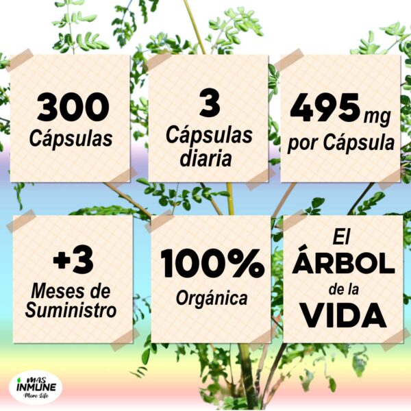 Beneficios de la moringa de masinmune